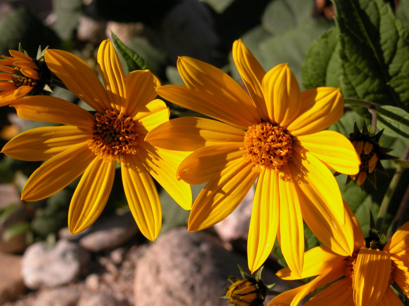 Jerusalem artichoke flower